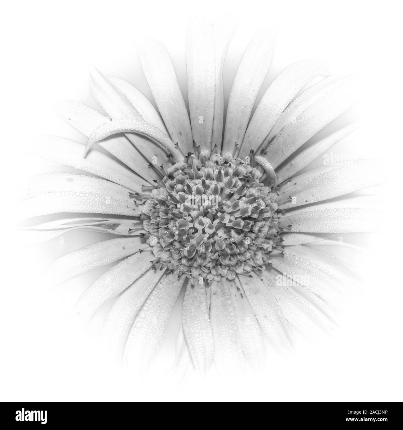 Schwarze und weiße abstrakte Blume mit Pollen und Blütenblätter Stockfoto