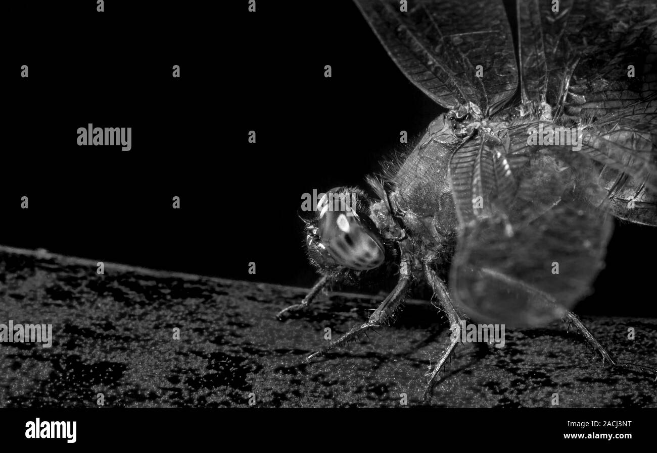 Schwarze und weiße Makroaufnahme einer Libelle auf einem Blatt Stockfoto