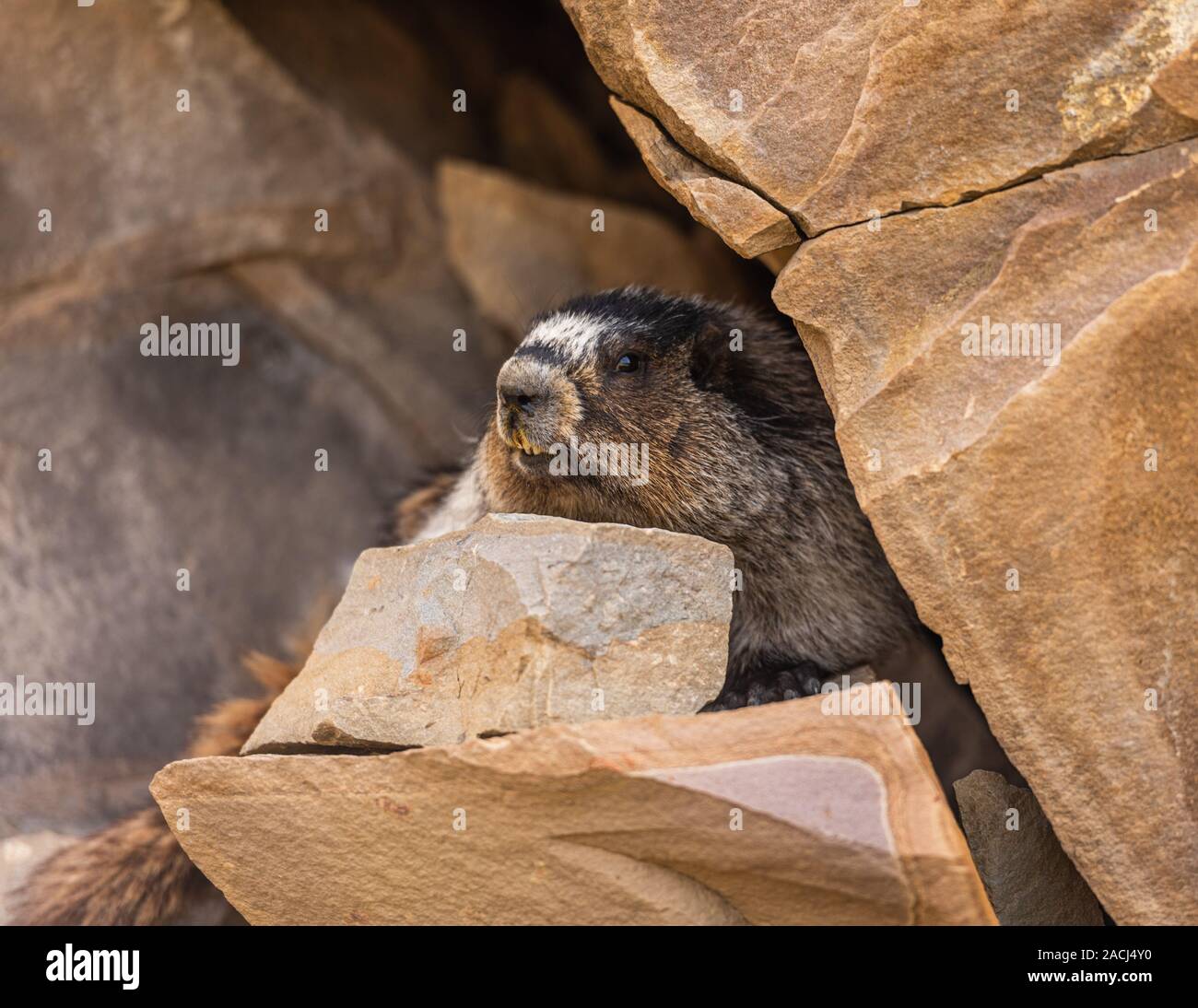 Hoary Marmot, marmota caligata, Banff National Park, Alberta, Kanada Stockfoto