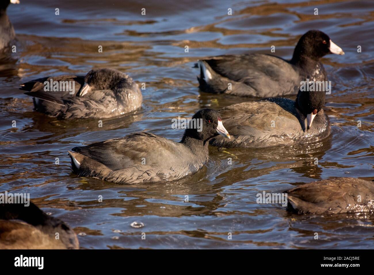 Gruppe von amerikanischen Blässhuhn Vögel schwimmen Stockfoto