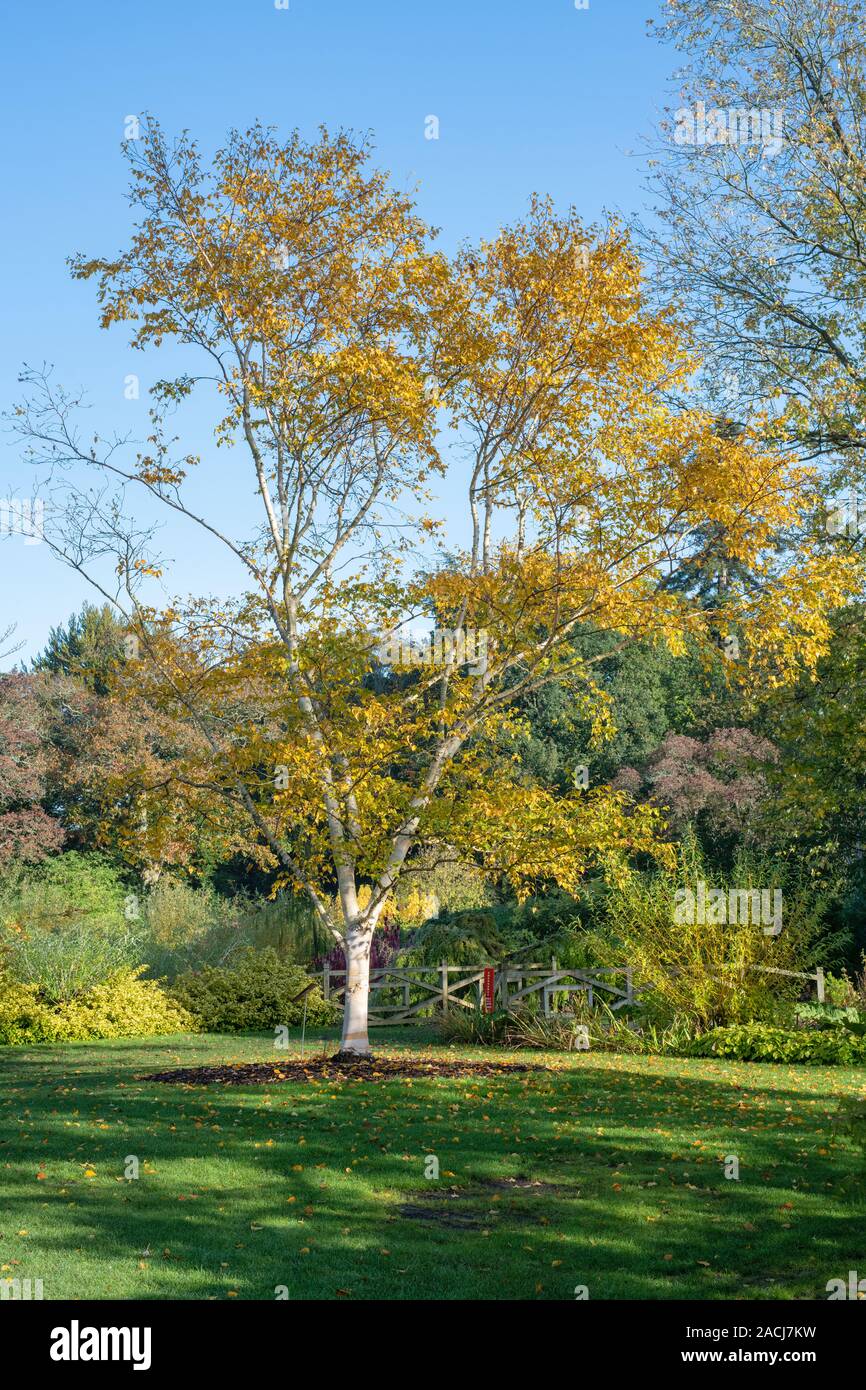 Betula costata' Grayswood Hill'. Ermans Birke' Grayswood Hill "Baum im Herbst im RHS Wisley Gardens, Surrey, England Stockfoto