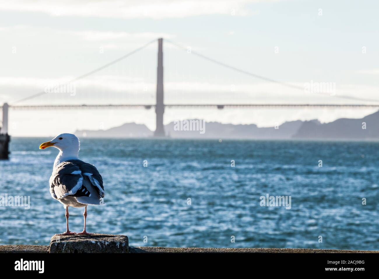 Eine Möwe sitzen auf einem Pier in der Nähe von Sunset mit Golden Gate Bridge im Hintergrund, San Francisco, Kalifornien, USA. Stockfoto