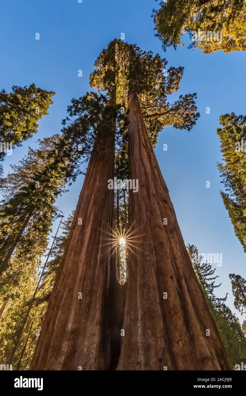 Awe-inspiring Zwillingsschwestern, ein Paar riesige Mammutbaum, sequoiadendron giganteum, gemeinsam Bäume in der Grant Grove im Kings Canyon National Park, Cali gewachsen Stockfoto