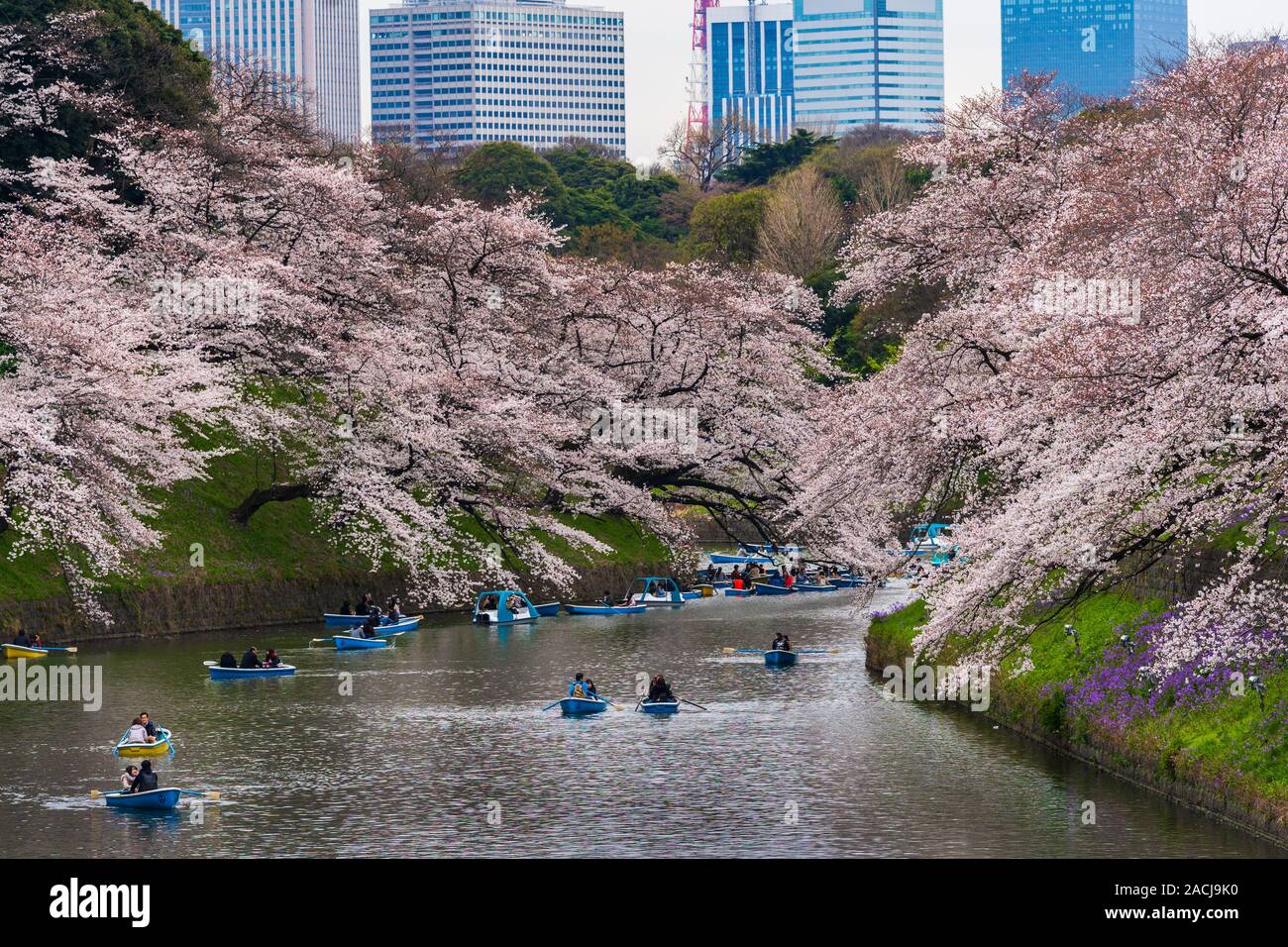 TOKYO, Japan - 29. MÄRZ 2019: Cherry Blossom Festival in Chidorigafuchi Park. Chidorigafuchi Park ist einer der besten Ort, um es zu genießen Stockfoto