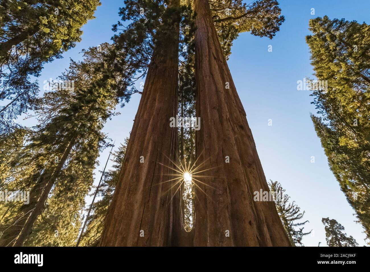 Awe-inspiring Zwillingsschwestern, ein Paar riesige Mammutbaum, sequoiadendron giganteum, gemeinsam Bäume in der Grant Grove im Kings Canyon National Park, Cali gewachsen Stockfoto