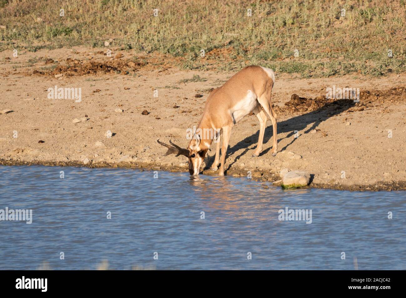 Große männliche pronghorn Antilope trinken aus einem Teich in der Wüste Stockfoto