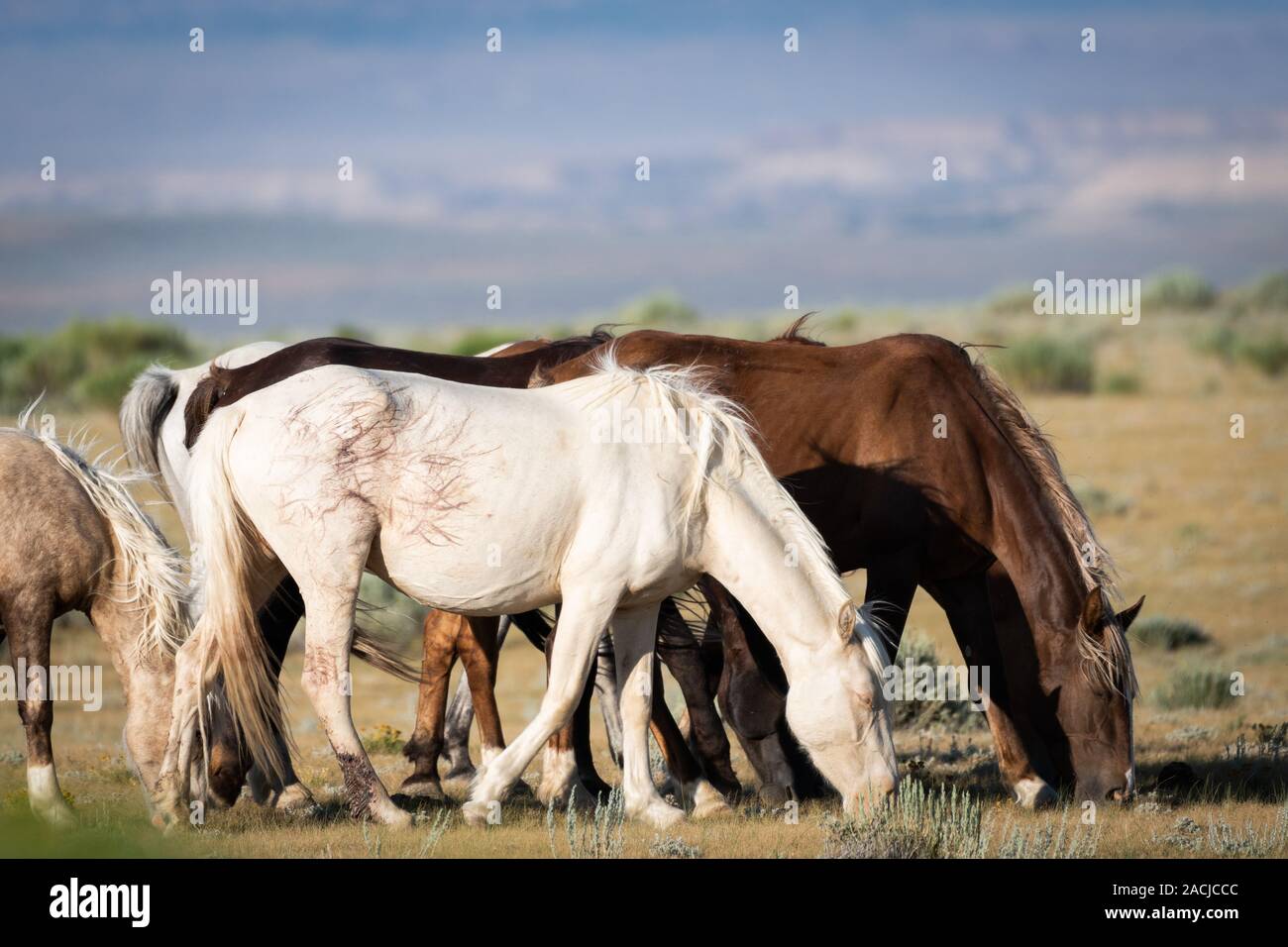 Herde wilder Pferde grasen Stockfoto