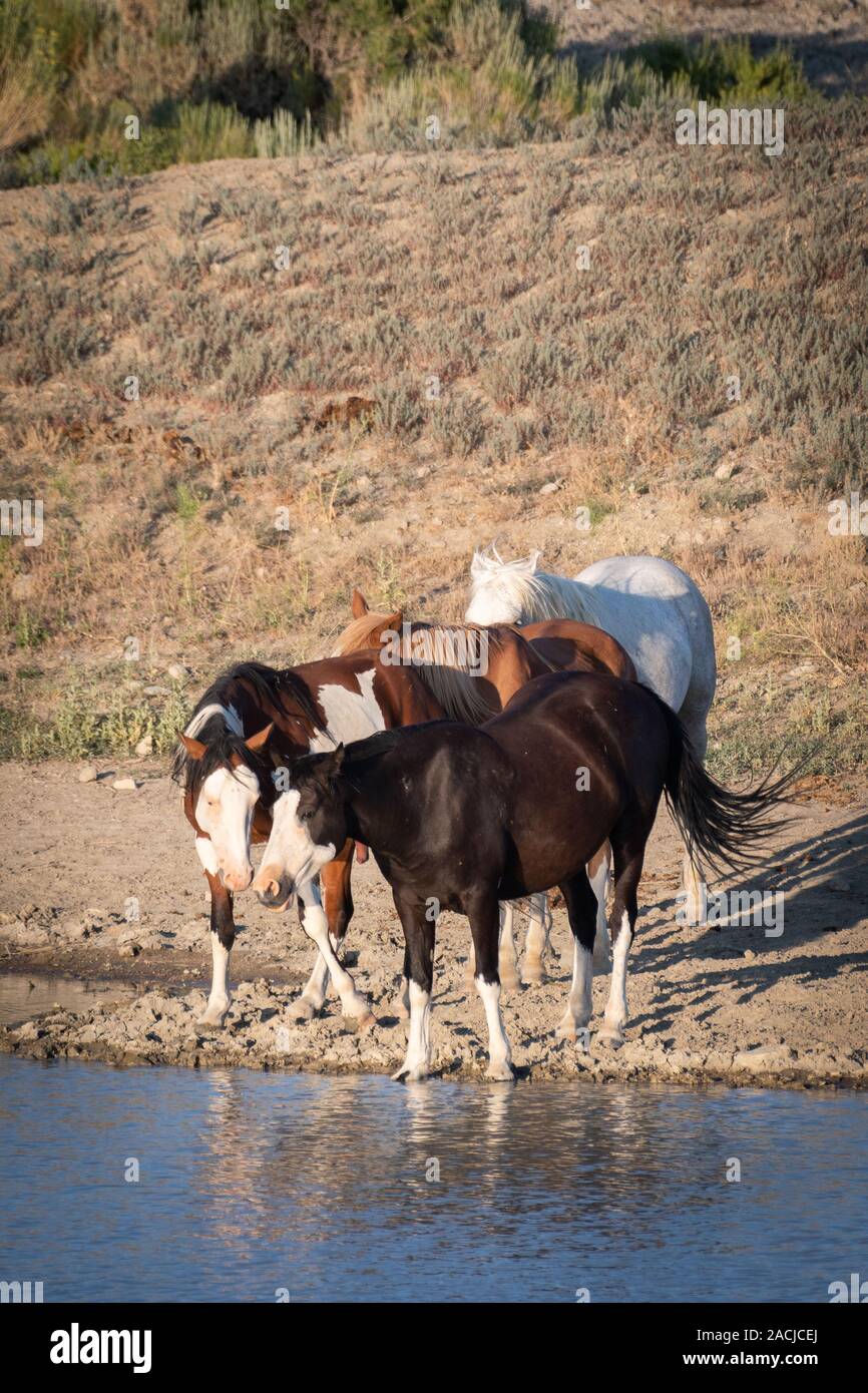 Gruppe der wilden Pferde trinken aus einem Teich Stockfoto