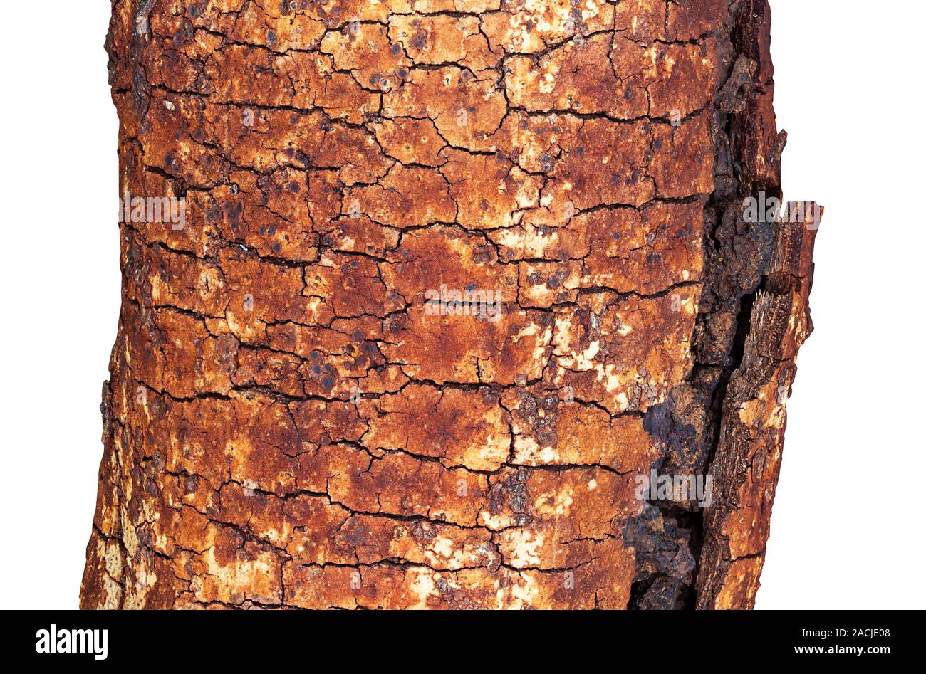 Brauner Baumstamm auf weißem Hintergrund (clipping path enthalten) Stockfoto