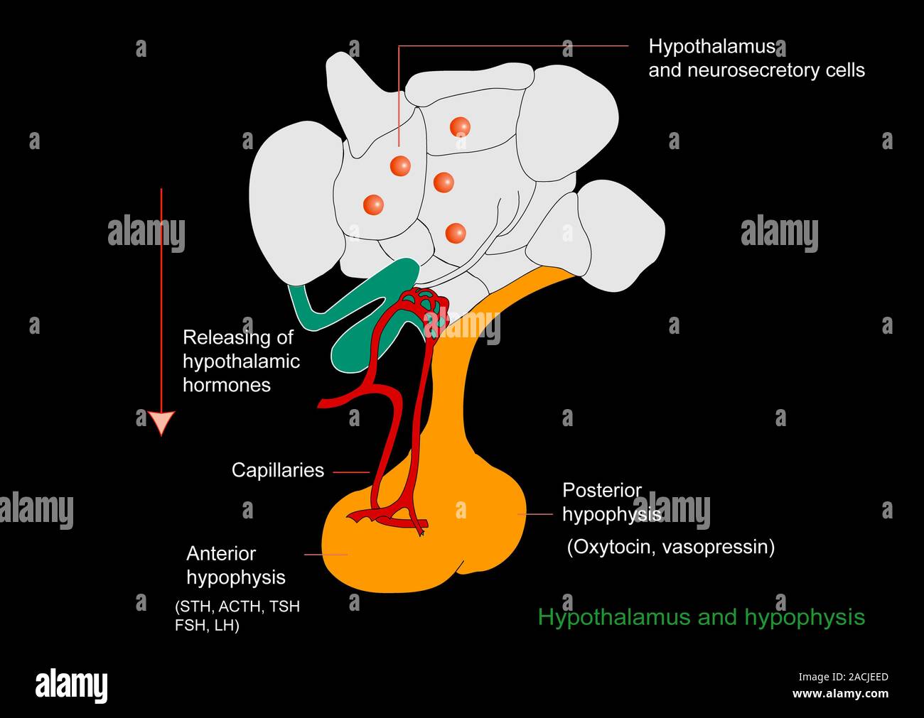 hypothalamus-und-hypophyse-schematische-darstellung-des-gehirns-dem