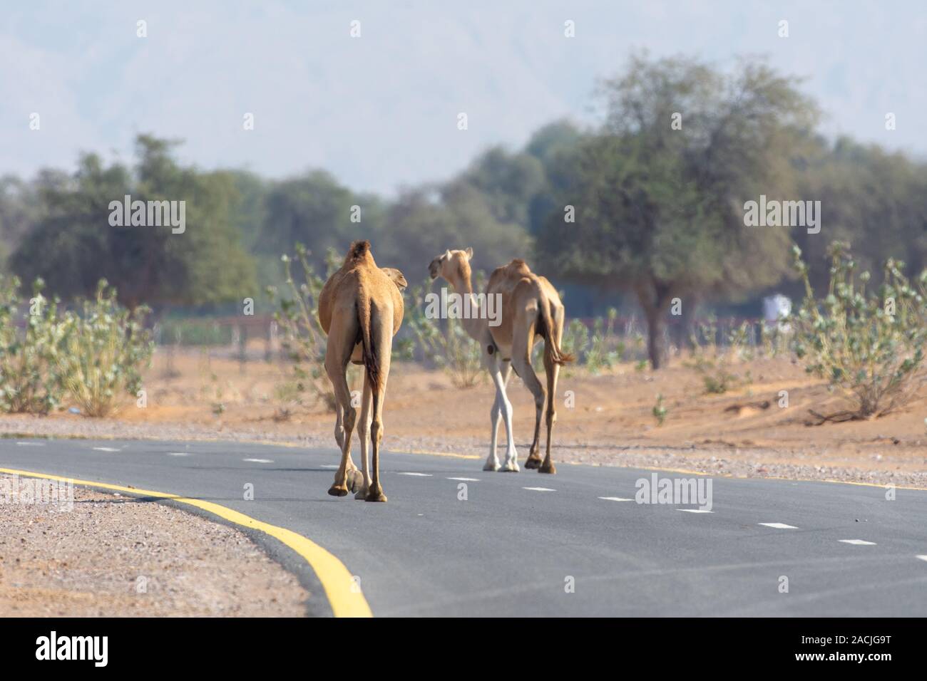 Eine Gruppe von Dromedar Kamele zu Fuß die Straße runter im Mittleren Osten Straße während Autos warten Stockfoto
