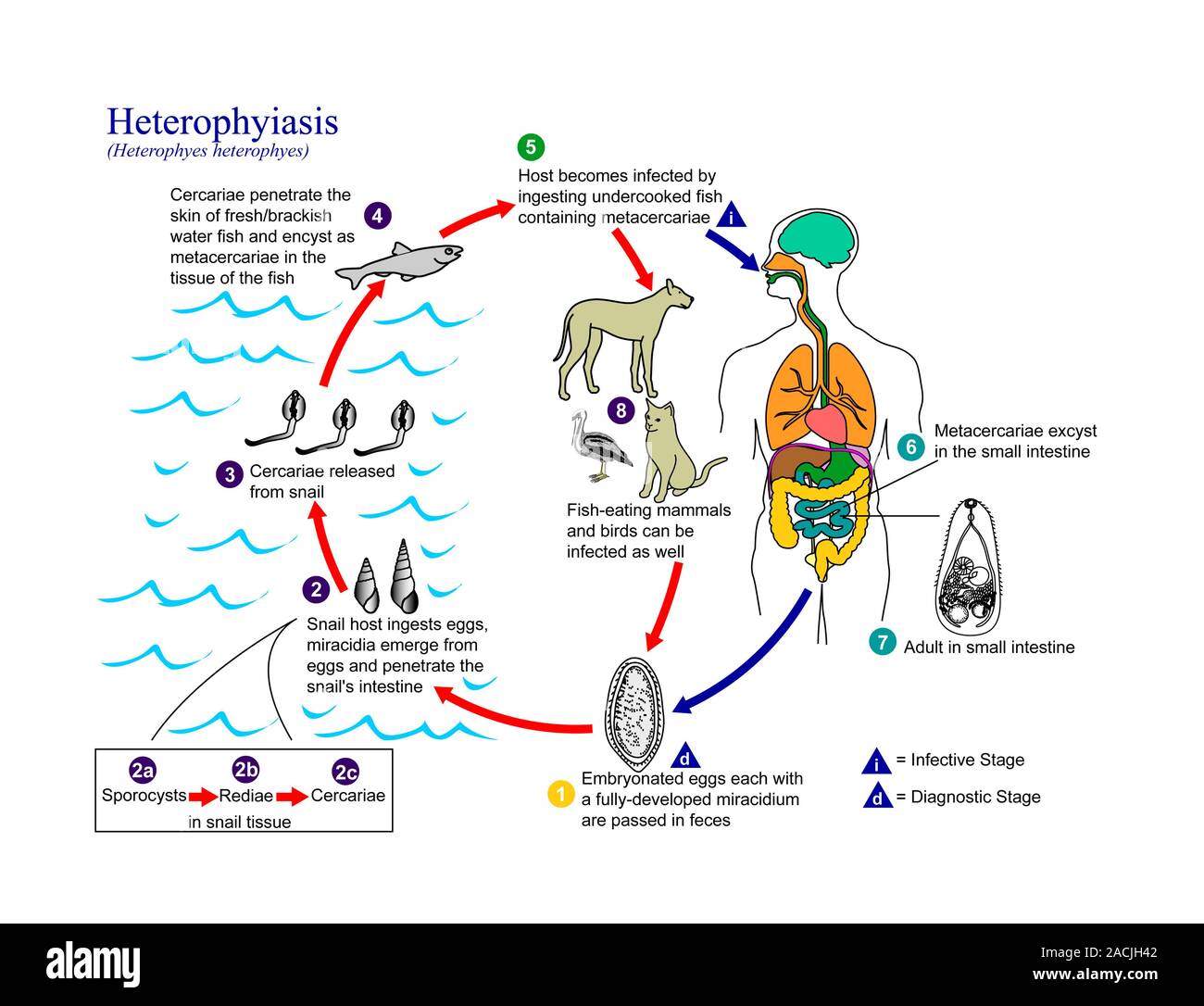 Heterophyiasis Lebenszyklus. Grafik, die den Lebenszyklus der