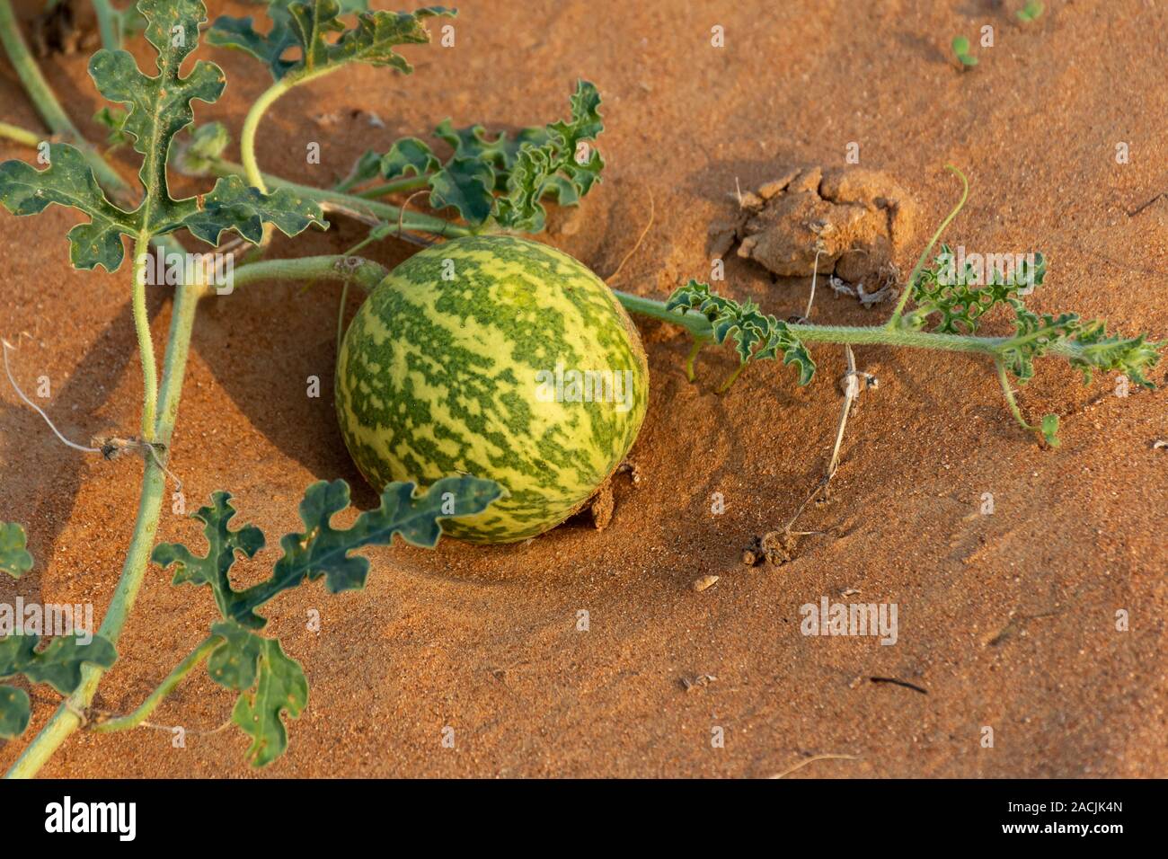 Wüste Squash (Citrullus colocynthis) (Handhal) im Sand in den Vereinigten Arabischen Emiraten (VAE). Stockfoto