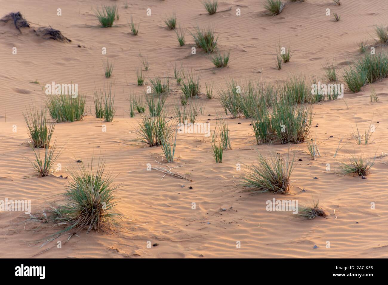 Wüste bei Sonnenuntergang holt aus gelben Sand mit einer kleinen Gruppen von Wüste Gras und Pflanzen nach Regen in Ras Al Khaimah in den Vereinigten Ar Stockfotografie