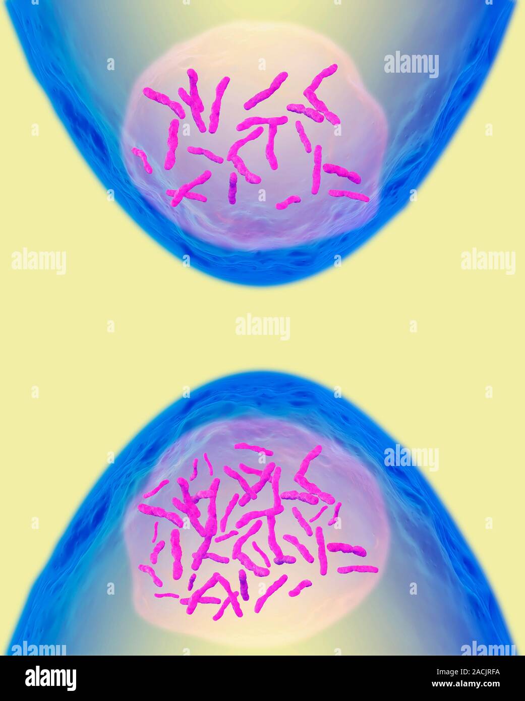 Produkte der Meiose und Mitose. Computer Artwork zeigt zwei Kerne (weiß