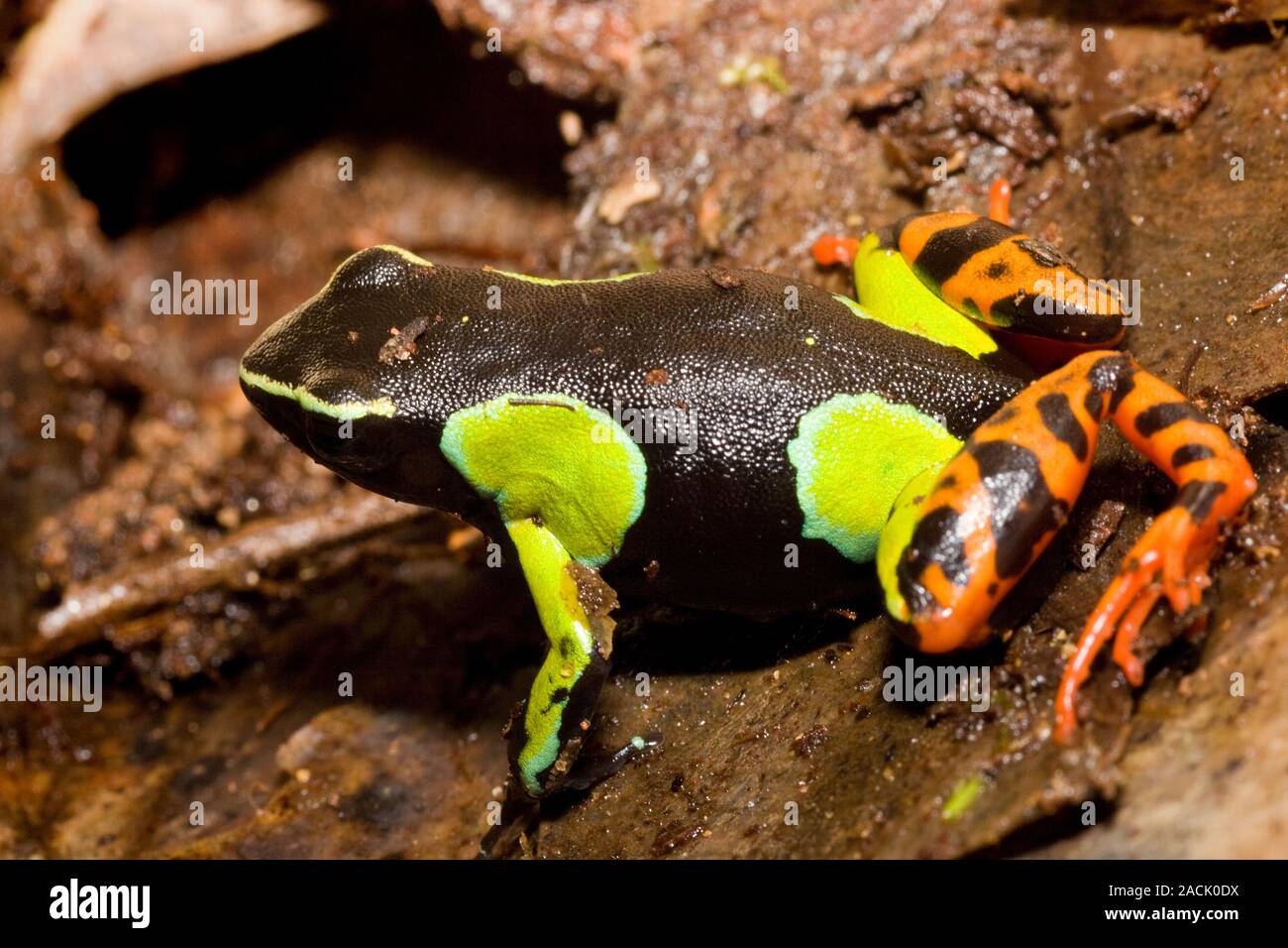 Mantella baroni Frosch von Ranomafana Nationalpark, Madagaskar Stockfoto