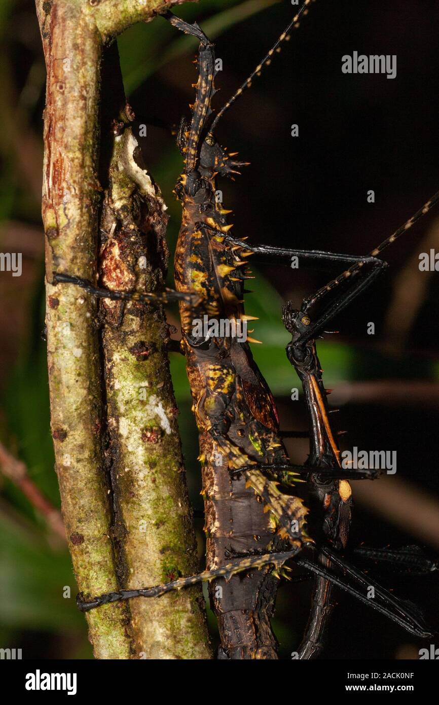 Paarung von stick Insekten in Ranomafana Nationalpark, Madagaskar Stockfoto