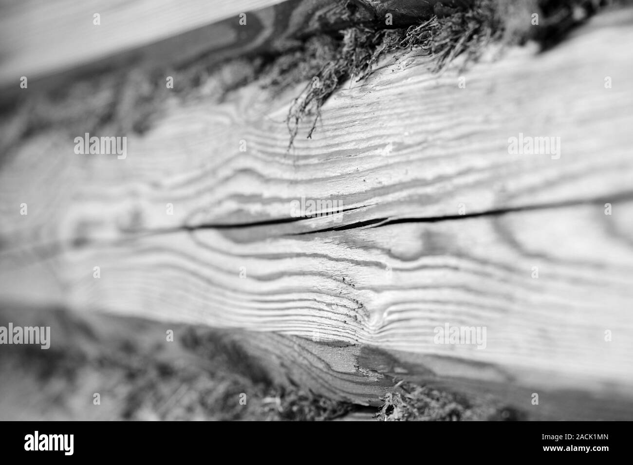 Eine hölzerne Wand von Logs und trockenem Moos Nahaufnahme. Zusammenfassung Hintergrund schwarz und weiß Stockfoto