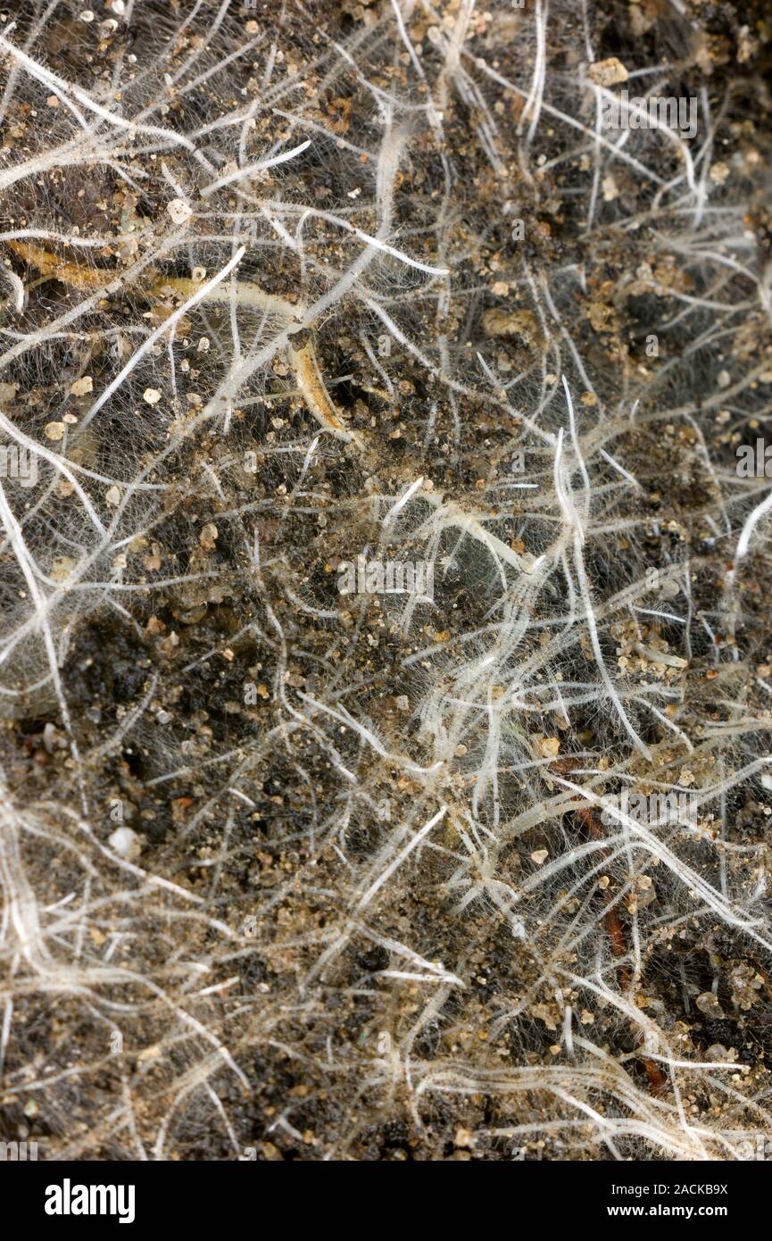 Wurzeln von Prunus incisa 'Kojo-no-mai", eine Vielzahl von Fuji Kirsche. Baumwurzeln dienen der Pflanze zu verankern und auch Wasser und mineralische Nährstoffe zu extrahieren f Stockfoto