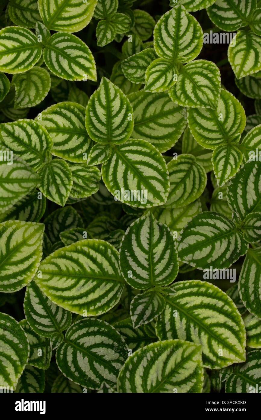 Impatiens marianae ist eine sehr seltene und natürlichen accuring Anlage mit schöner Struktur Stockfoto