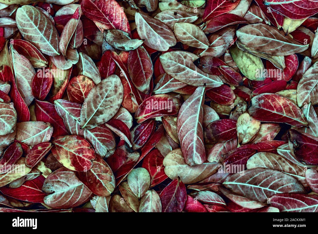 Laub von lagerstroemia Indica Hintergrund - erstaunliche Herbst Hintergrund - Dunkelrot tint Stockfoto