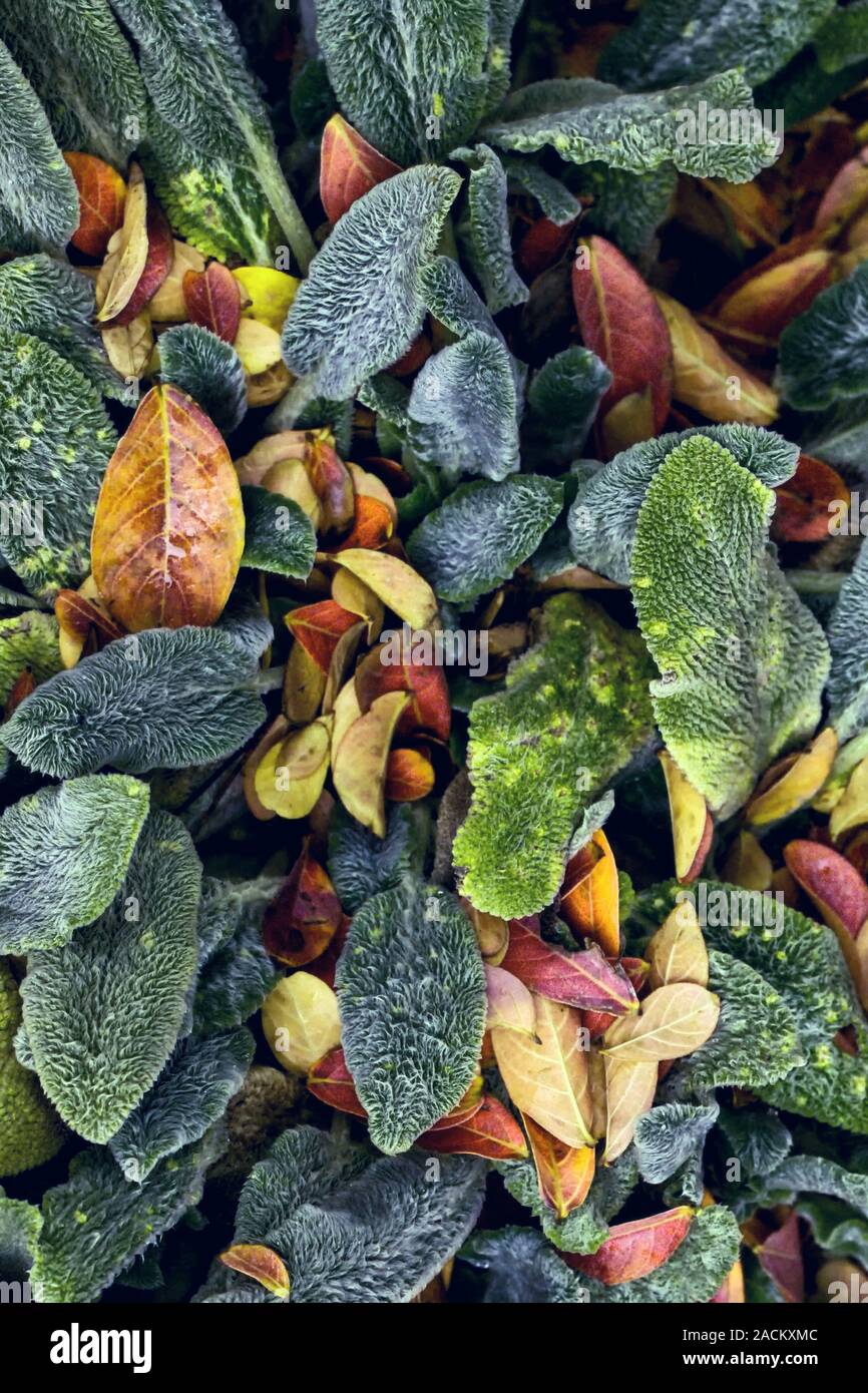 Hintergrund der gefallenen Blätter von stachys byzantina und lagerstroemia indica - tolle Herbst Hintergrund Stockfoto