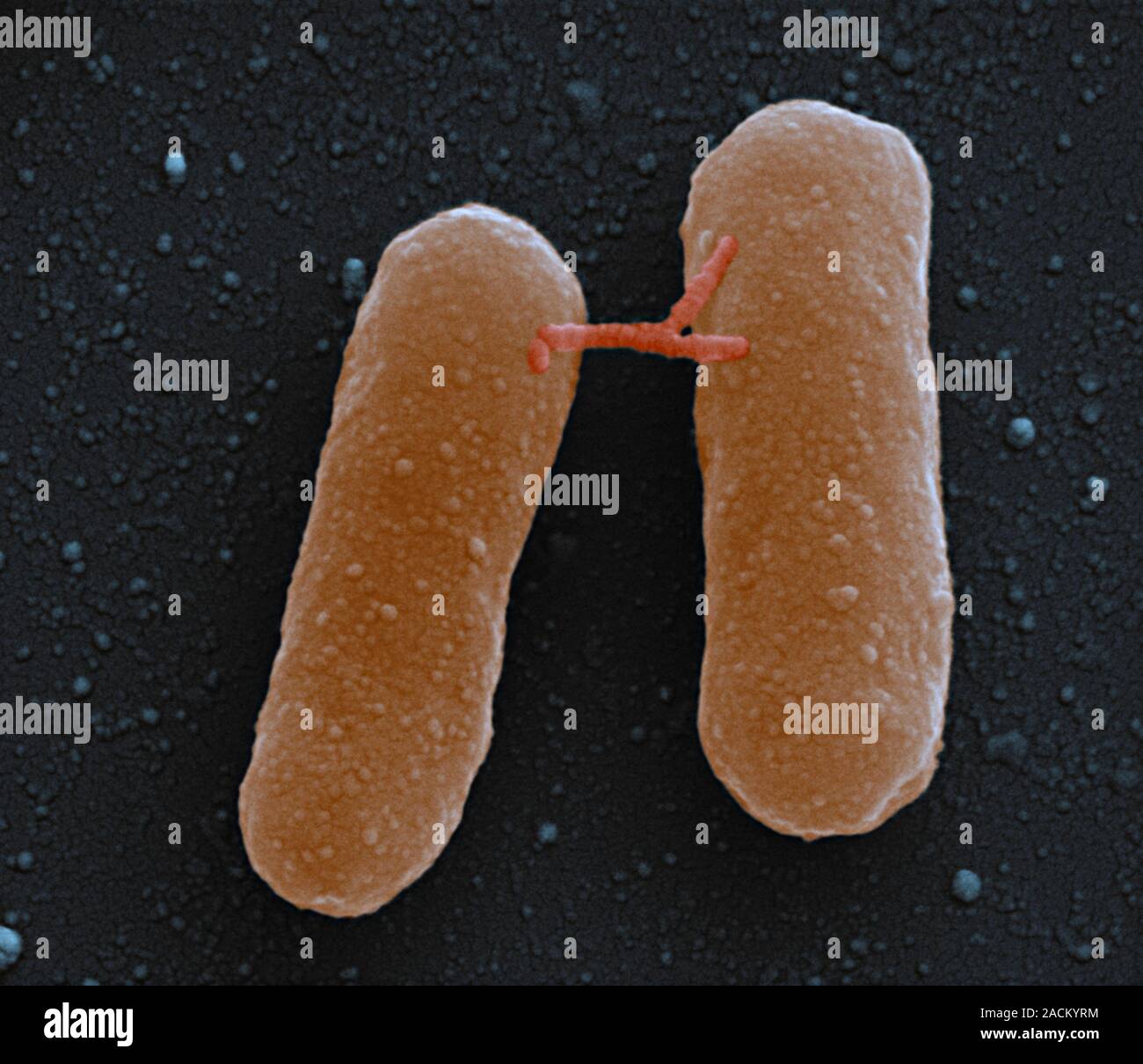 Bakterielle Konjugation. Scanning Electron Micrograph (SEM) von zwei E
