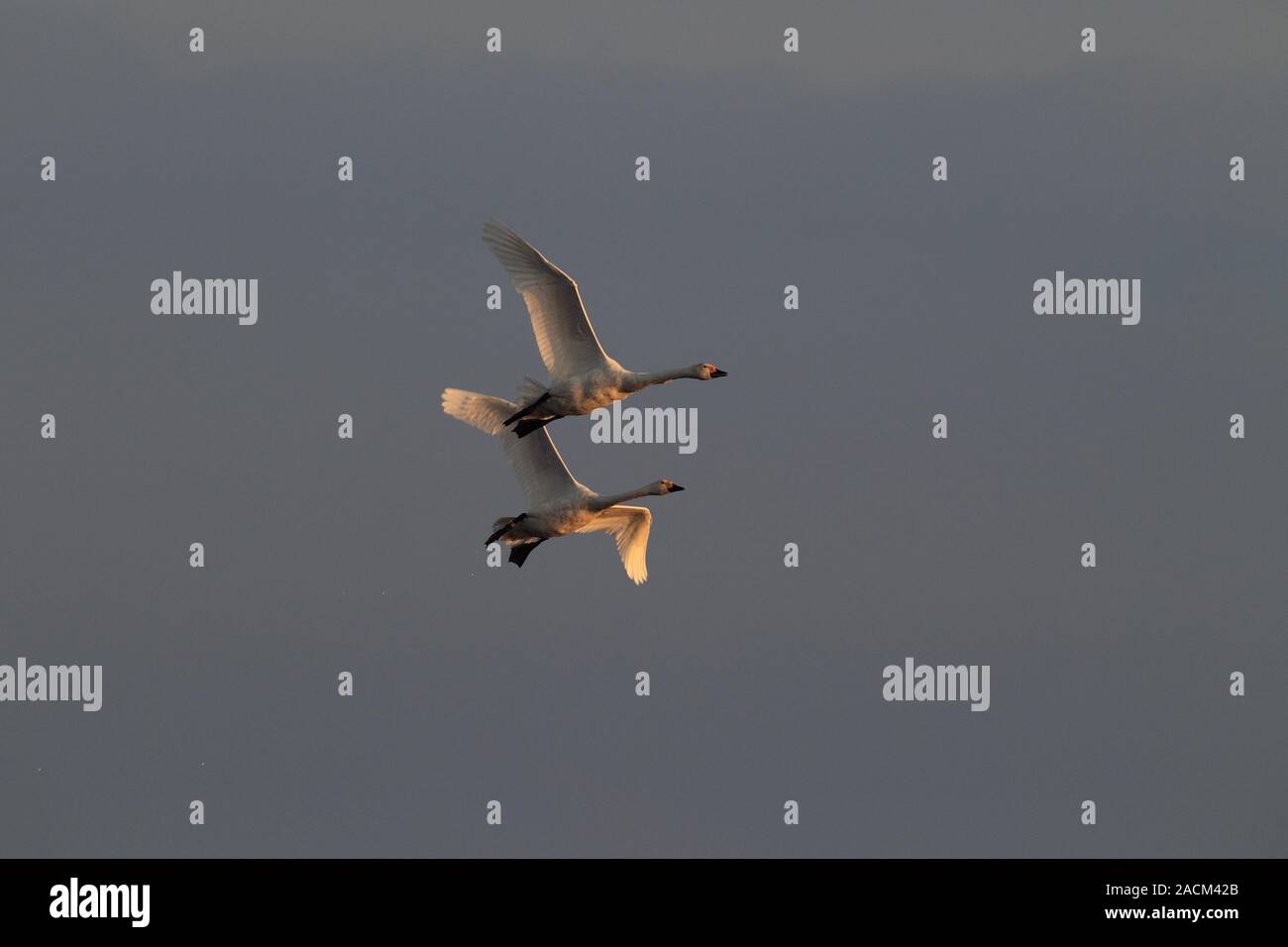 Singschwaene im Flug Stockfoto