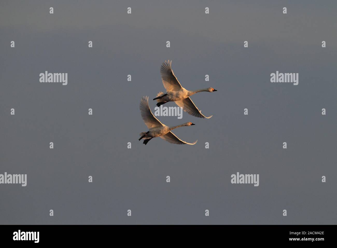 Singschwaene im Flug Stockfoto