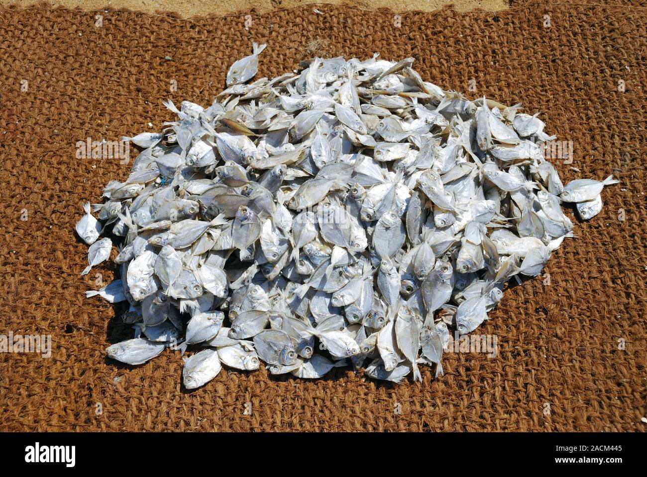 Getrocknete Fische, Fische sind auf Kokos Matten am Strand, Negombo, Sri Lanka, Südafrika Asien, Asien getrocknet Stockfoto