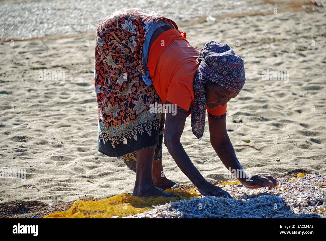 Singhalesin trocknet Fisch auf Kokos Matten am Strand, die Arbeit der Frauen, Negombo, Sri Lanka, Südafrika Asien, Asien Stockfoto
