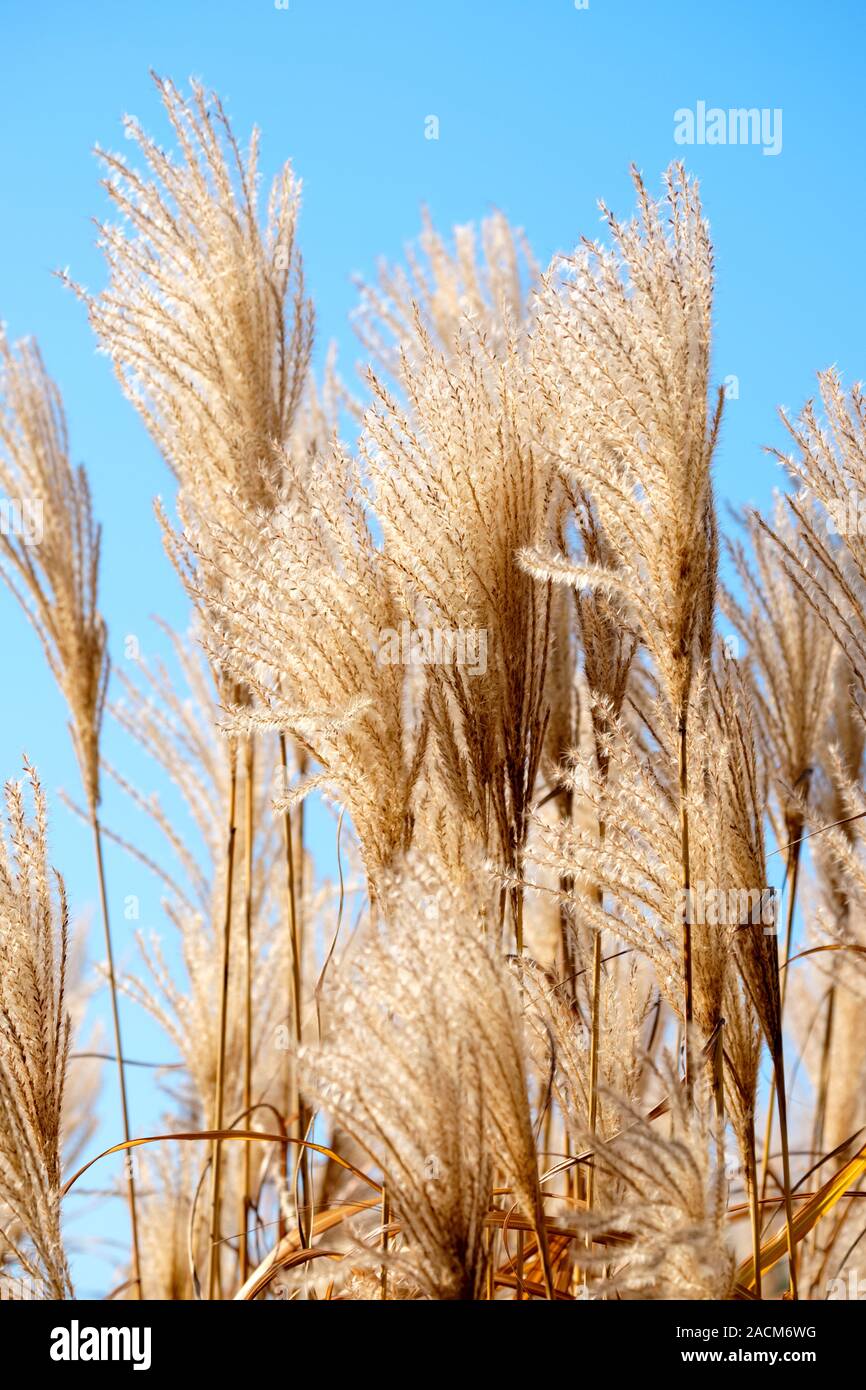 Fedrigen Samen - Köpfe der ornamental Gras Miscanthus sinensis 'Speicher' im Winter. Stockfoto