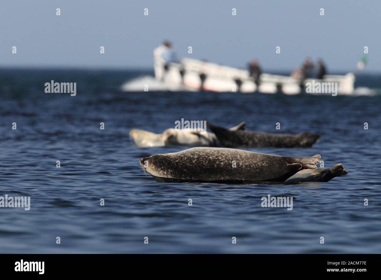 Dichtungen mit Boot Helgoland Stockfoto