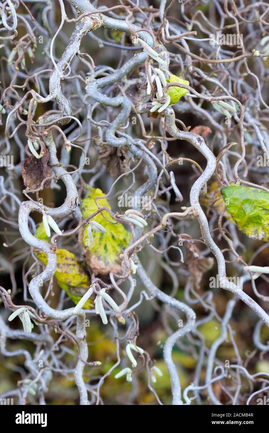 Korkenzieher Haselnuss, Corylus avellana 'Contorta' Stockfoto