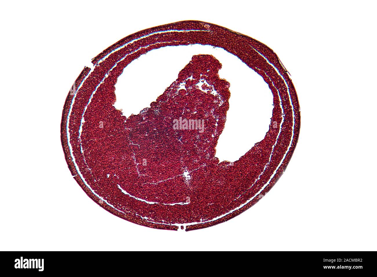 Frog Embryo, neurula Bühne, Licht schliffbild. Dies ist ein Embryo von