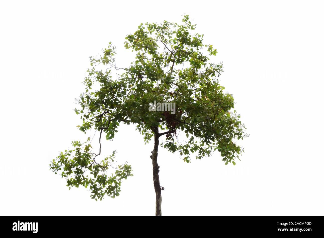 Baum, isoliert Stockfoto