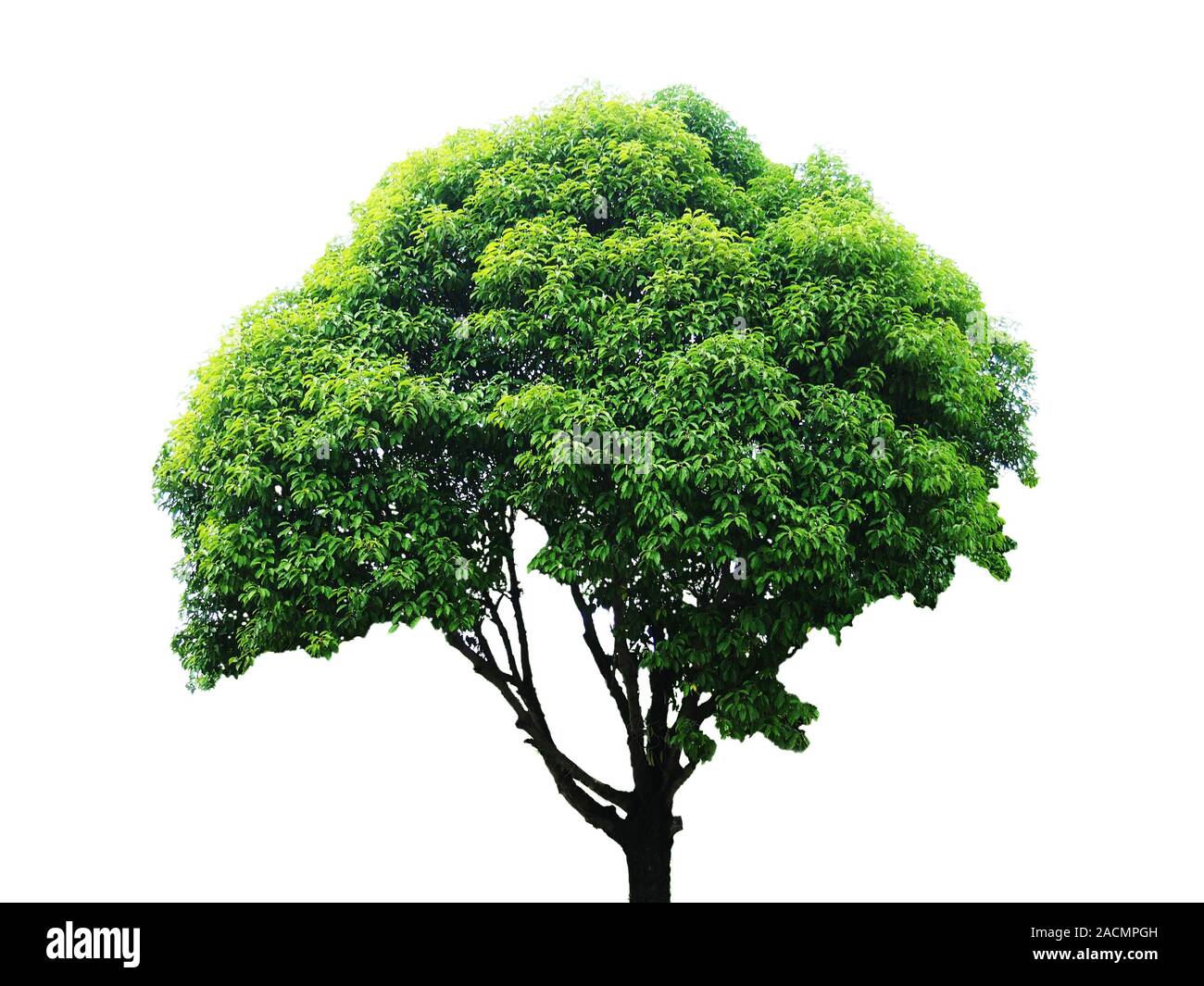 Baum, isoliert Stockfoto