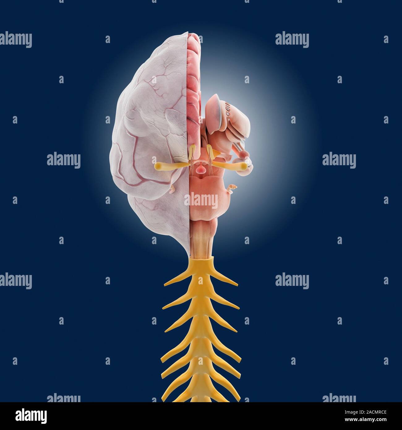 Die Anatomie des Gehirns, computer Artwork. Die rechte Gehirnhälfte ist