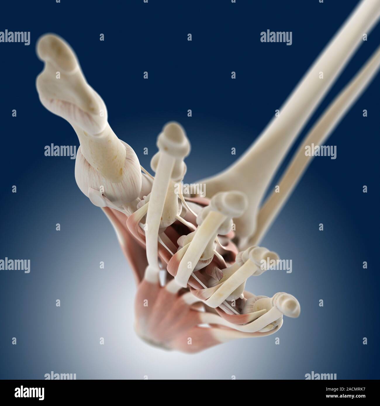 Fuß Anatomie, Kunstwerke. Bei bottm ist flexor digitorum brevis Muskel ...