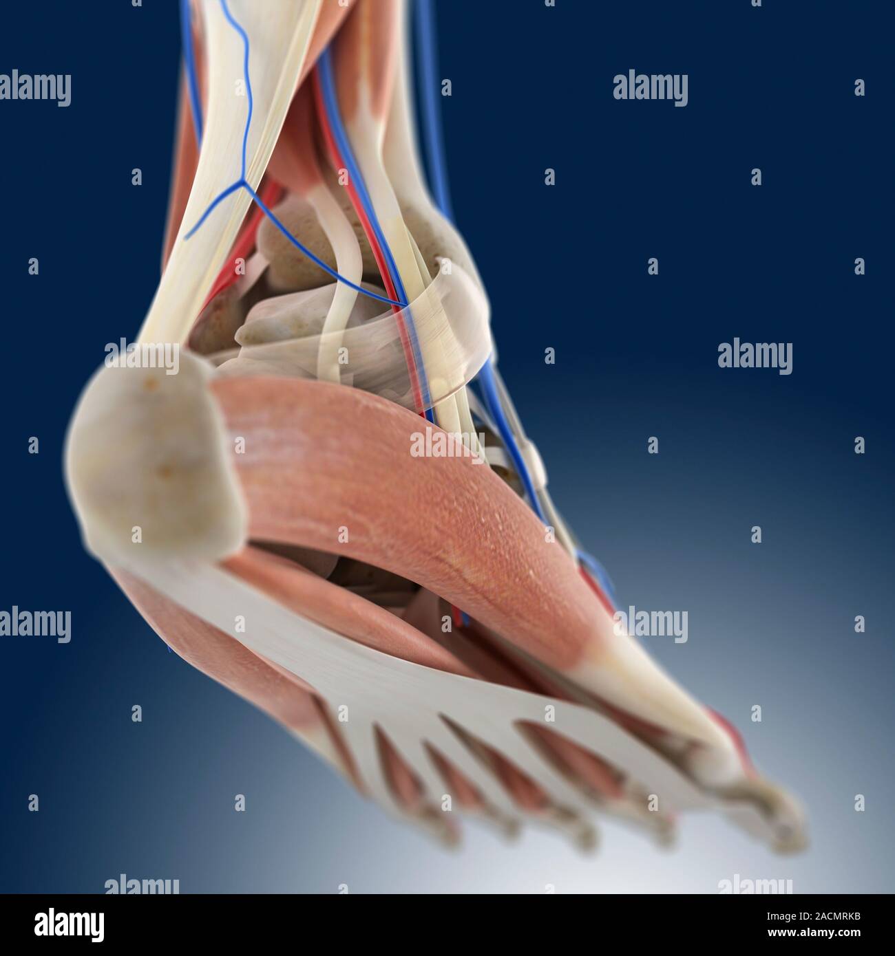 Fuß Anatomie, Kunstwerke. Der Muskel auf der rechten Seite der Fußsohle ...
