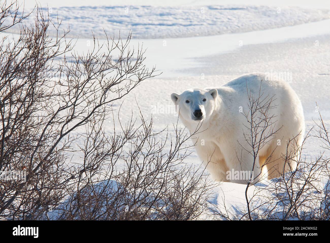 Eisbär Stockfoto