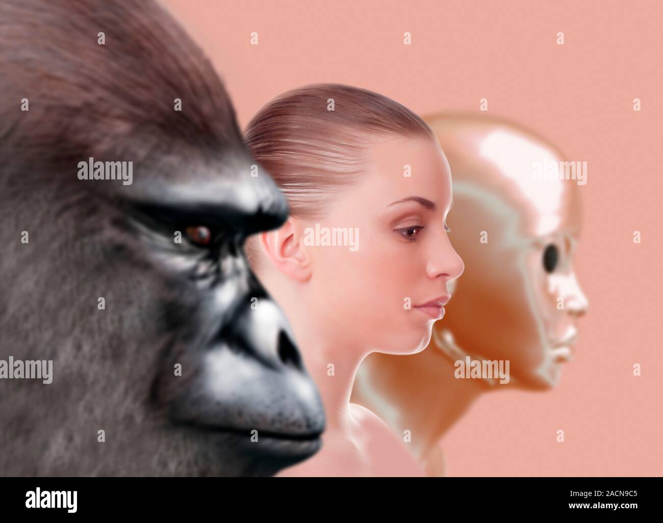 Vergangenheit und Zukunft der menschlichen Evolution. Kunstwerke, die den  Prozess der Evolution vom Affen ab (links) fr die Menschliche (Mitte),  Roboter und knstliche Intelligenz (Rig Stockfotografie - Alamy
