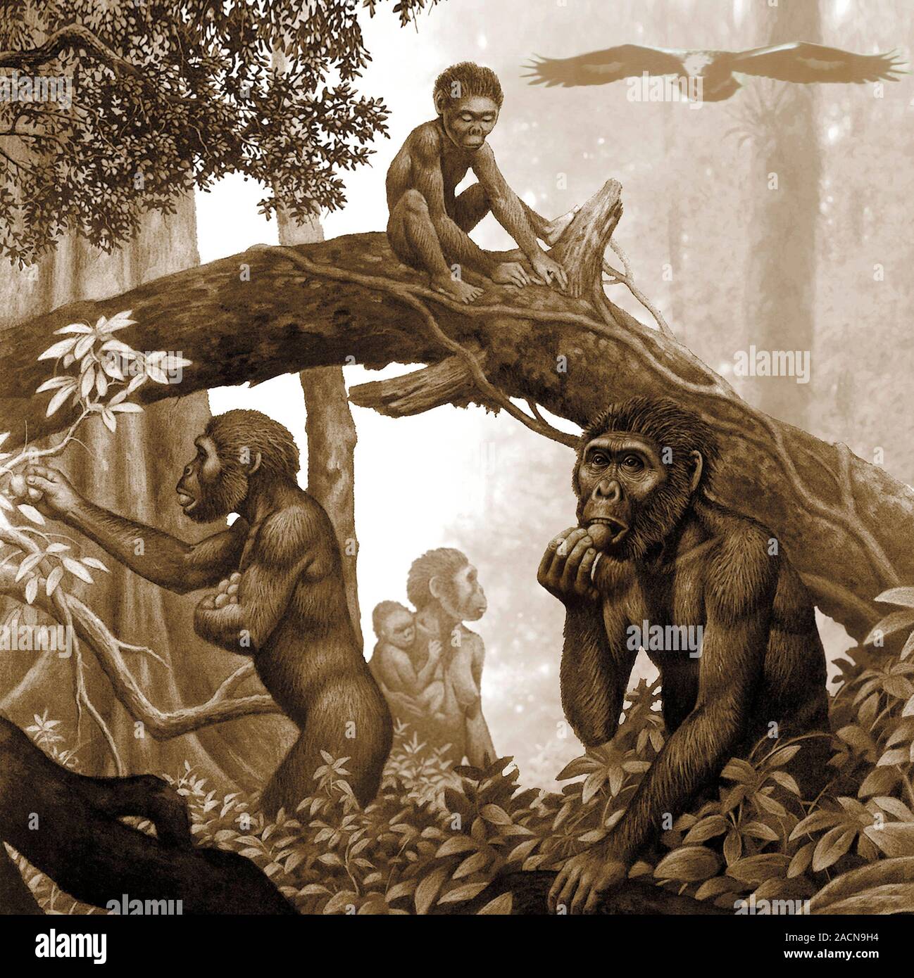 Australopithecus Africanus. Artwork von einer Familie von