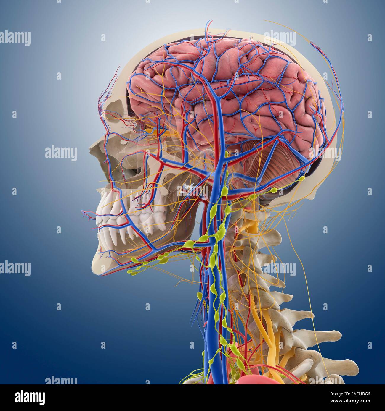 Голова головной мозг шея. Воробьев анатомия и шея. The Spinal nerves head and Neck. Arteria Axis.