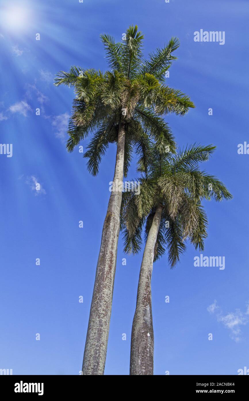 König Palmen auf der karibischen Insel Kuba Stockfoto