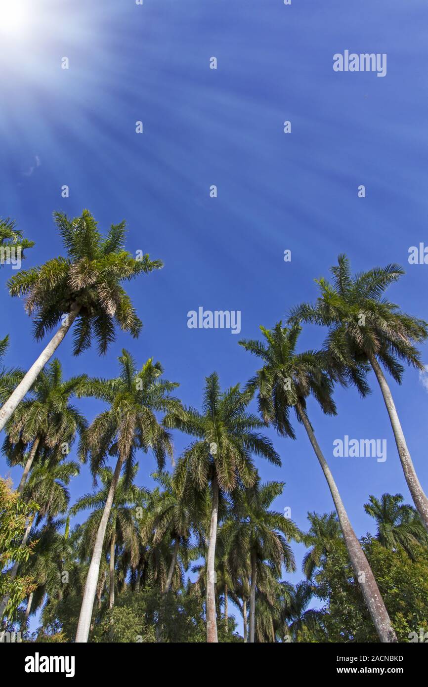 König Palmen auf der karibischen Insel Kuba Stockfoto