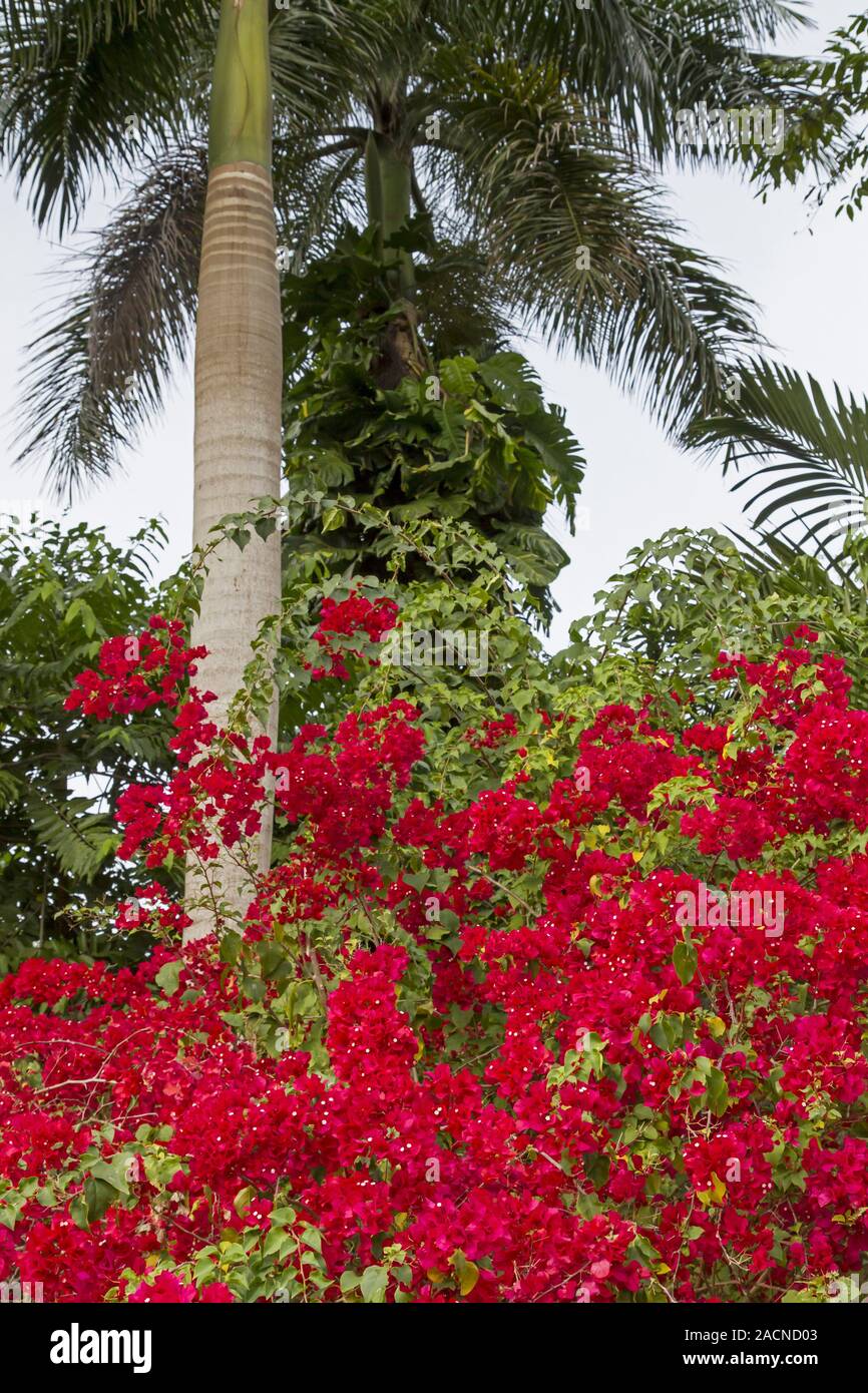 Rot Bougainvillea vor einem König palm Stockfoto