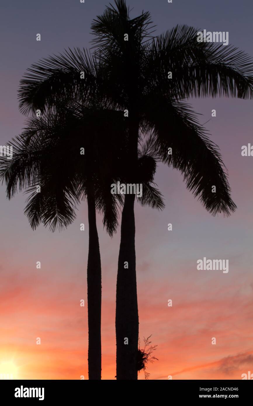 King Palm in der Hintergrundbeleuchtung mit Sonnenuntergang Stockfoto