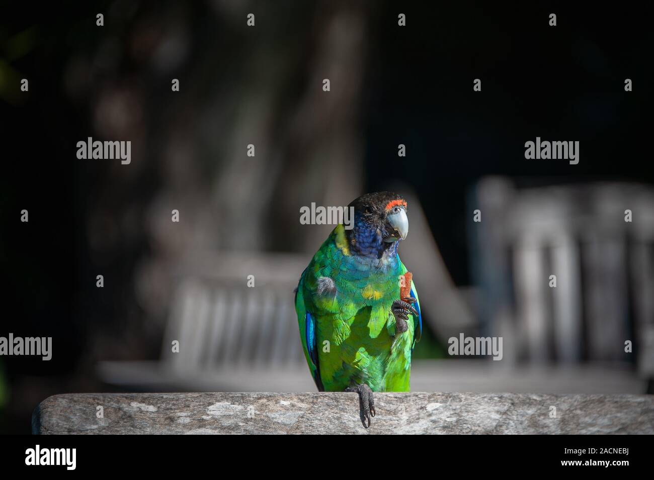 Australische Ringneck Parrot (Barnardius zonarius) gegen einen dunklen Hintergrund Stockfoto