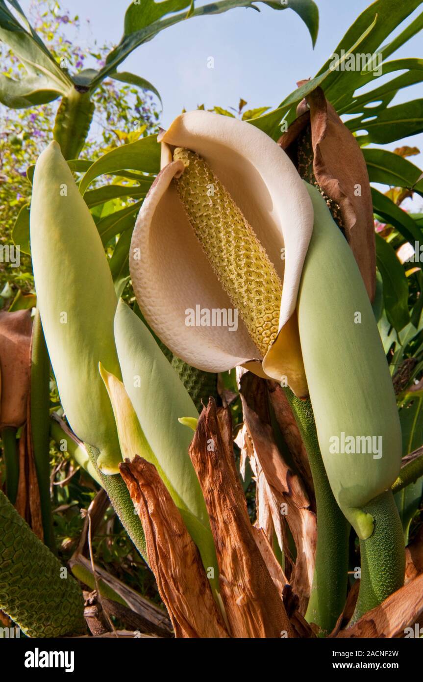 mini monstera hanging Monstera Adansonii Swiss cheese Hanging Basket main image 1